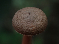 Lactarius gracilis