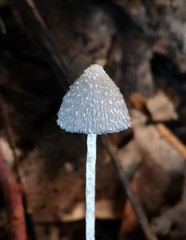 Coprinopsis lotinae