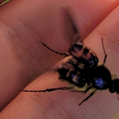 Trichiotinus piger