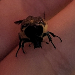 Trichiotinus piger