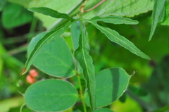 Ipomoea longeramosa