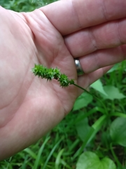 Carex sparganioides