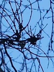 Podosphaera phytoptophila