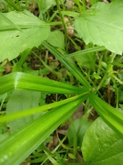 Carex sparganioides