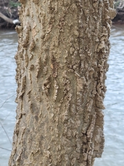 Podosphaera phytoptophila