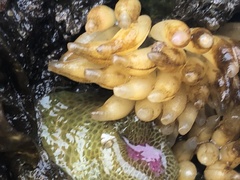 Nucella canaliculata