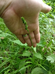 Carex sparganioides