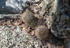 Coryphantha clavata