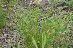 Juncus dudleyi