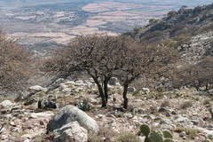 Quercus potosina