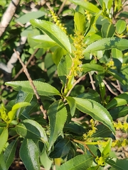 Stillingia sylvatica