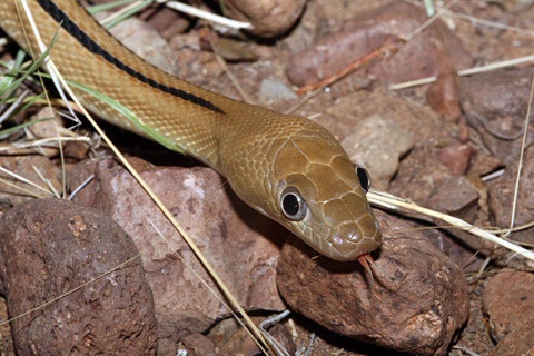 Trans-pecos Ratsnake