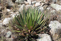 Agave filifera