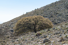 Quercus potosina