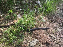 Pantherophis alleghaniensis