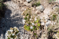 Ageratina glabrata