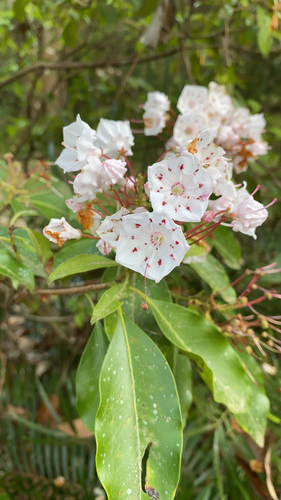 Kalmia latifolia image