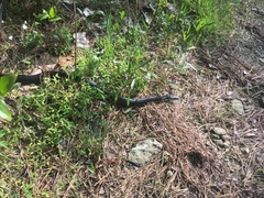 Pantherophis alleghaniensis