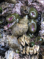 Nucella canaliculata