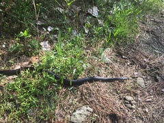 Pantherophis alleghaniensis