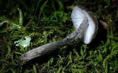 Pluteus thomsonii