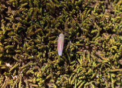 Apogonalia fraterna