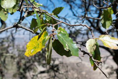 Quercus potosina
