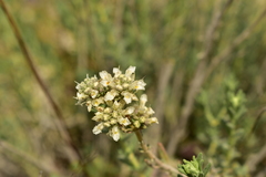 Teucrium capitatum