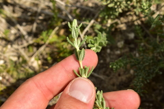 Teucrium capitatum