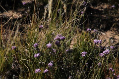 Amphithalea cedarbergensis