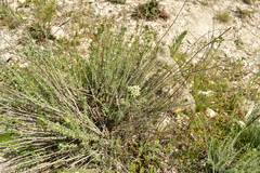 Teucrium capitatum