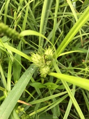 Carex lurida