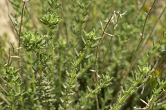 Teucrium capitatum