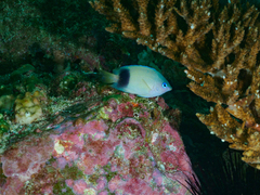 Plectroglyphidodon johnstonianus