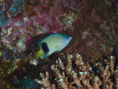 Plectroglyphidodon johnstonianus