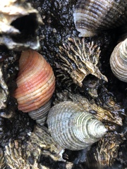 Nucella canaliculata