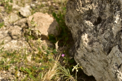 Matthiola fruticulosa