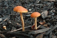 Agrocybe arvalis