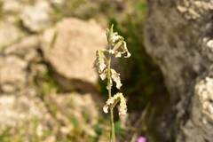 Matthiola fruticulosa