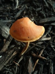 Agrocybe arvalis