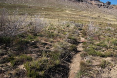 Amphithalea cedarbergensis