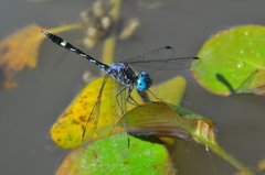 Micrathyria hesperis