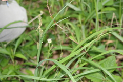 Carex shortiana