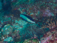 Anampses neoguinaicus
