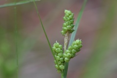 Carex caroliniana