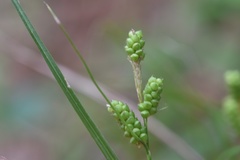 Carex caroliniana