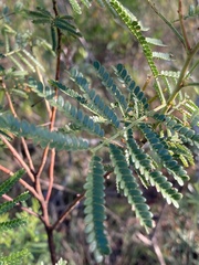 Mimosa bifurca