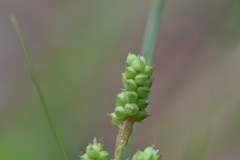 Carex caroliniana