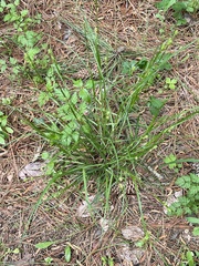Carex caroliniana
