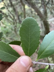 Maytenus cassineformis